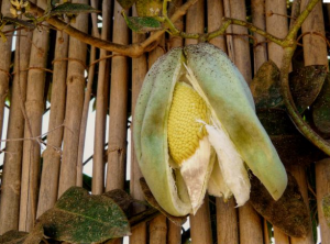 Así es la planta del miraguano.